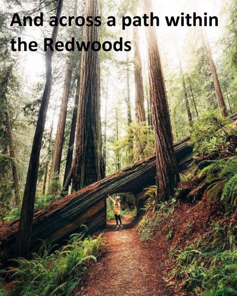 000000000 nhy And within The Redwoods.jpg