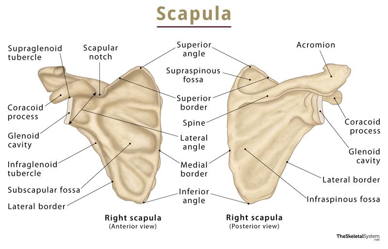 01 scapula.jpg