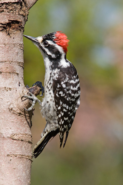 03-046-nuttalls-woodpecker-L.jpg