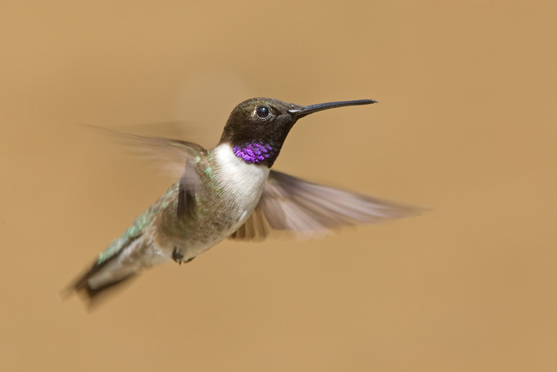 03-068-black-chinned-hummingbird-L.jpg
