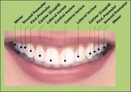 04ccd3a59aeb340fb9e591ecf80378cd--teeth-dentist-pediatric-dentist.jpg