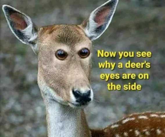 1743183140809.jpeg