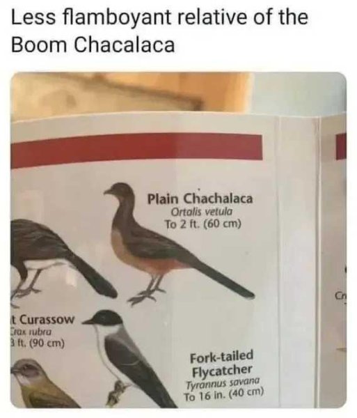 1759694655723.jpeg