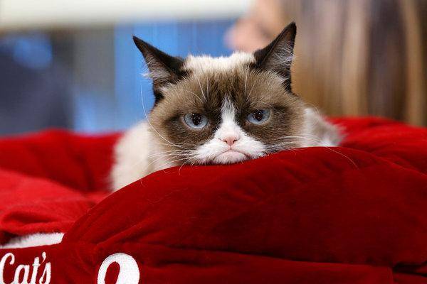 17grumpycat-1-articleLarge.jpg