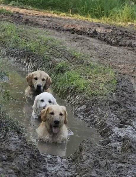 19 Things You'll Understand If Your Dog Loves To Get Muddy - Cuteness.jpeg