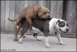 200.gif