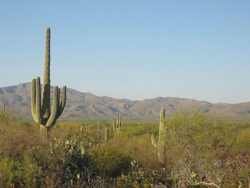 2005-05-03%20101%20Saguaro.jpg
