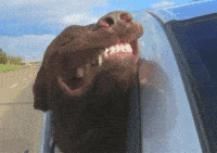 200w.gif