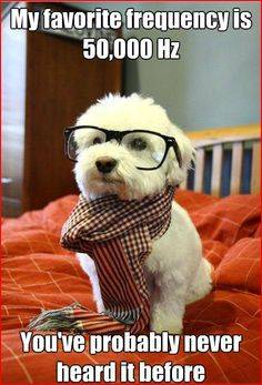 2c54baa37d3eefea2de7a3cdc349d06f--hipster-dog-hipster-jokes.jpg