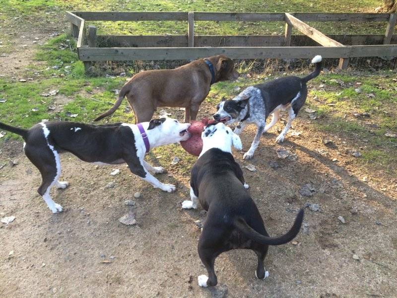 3 dog day.JPG