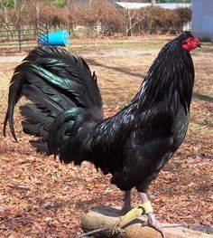 49905bec3a972e68591182577e76f844--game-fowl-chicken-breeds.jpg