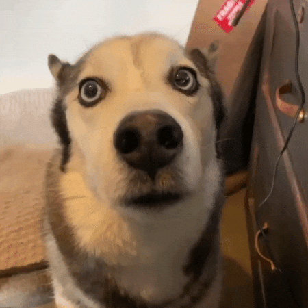 548E7544-6020-40D8-9CFA-47342B4A5C3E.gif