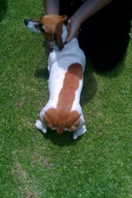 5f244299917d8db4b6ff5eabb117556b-dog-has-penis-shaped-spot-on-back.jpg