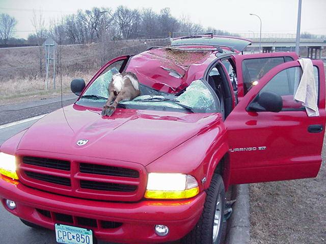 6015636-54487deer_vs_durango.jpg