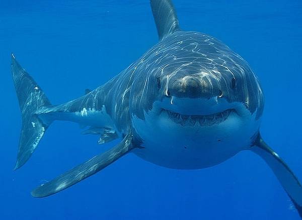 636038571374931204235849261_white-shark-smile.jpg