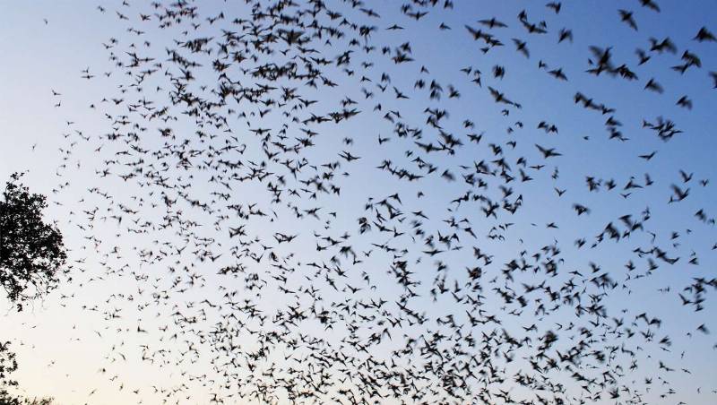 Image for article: Following Death Of Ozzy Osbourne, England Overrun With Millions Of Bats