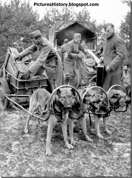 6th-ss-mountain-division-nord-dog-sleigh.jpg