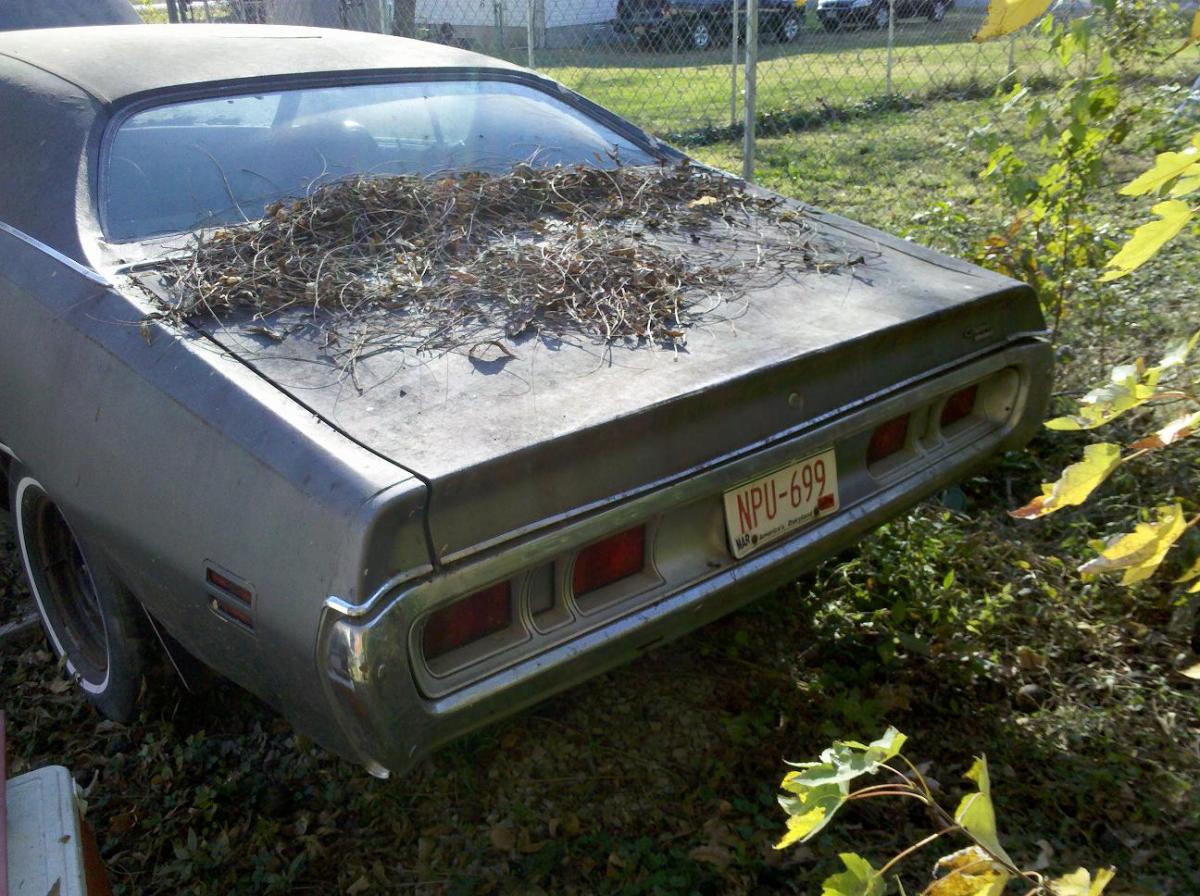 71 charger 3.jpg