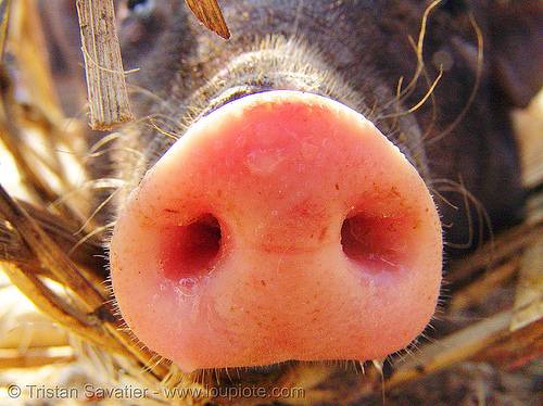 95205763-pig-snout-piglet-nose.jpg
