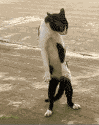 9F1F89FB-2878-4B72-A559-525728CBD453.gif