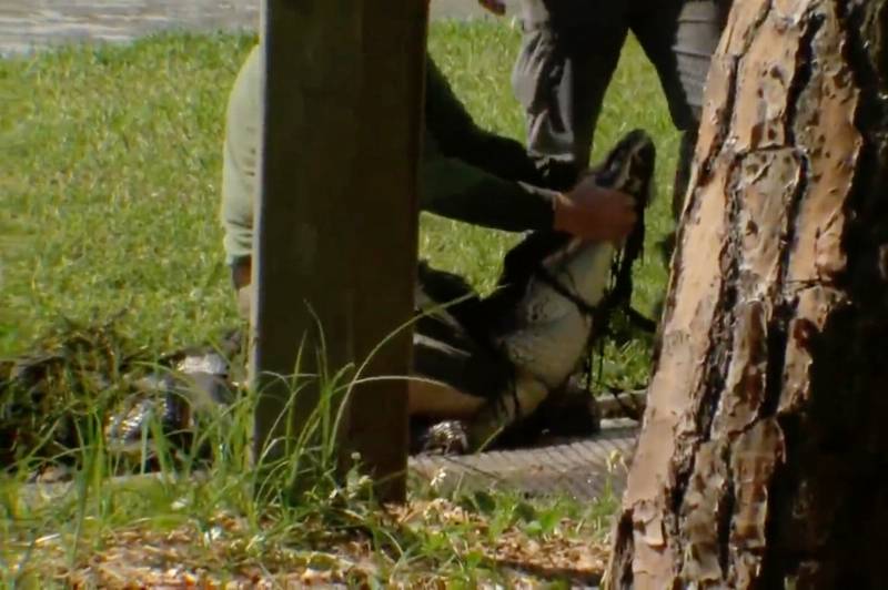 alligator-caught-largo-park-frisbee-1-1.jpg