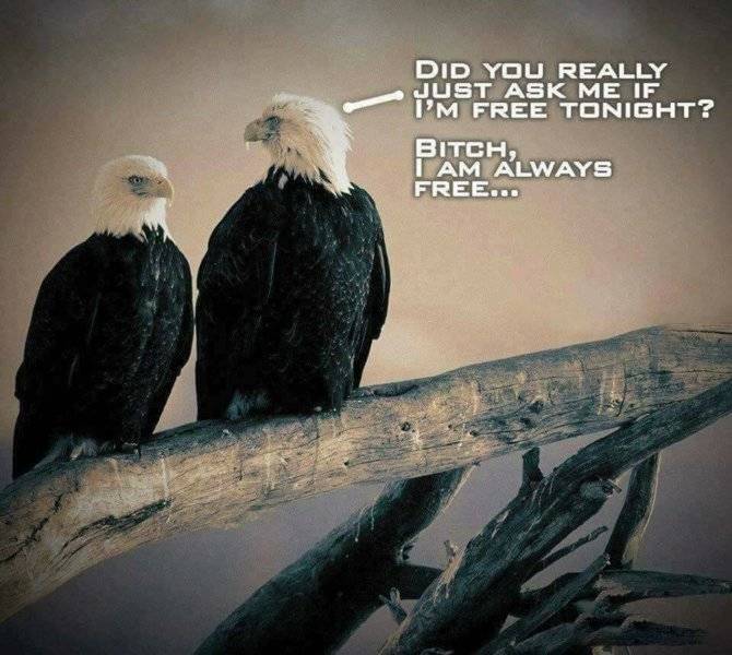 Always free.jpg