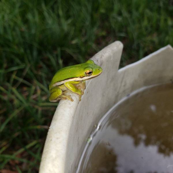 am_frog01.jpg