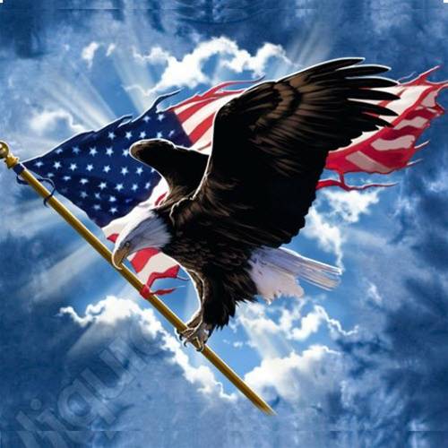 American Bald Eagle carrying a US Flag.jpg