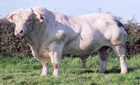 Animal Bull Charolais Kevin.jpg