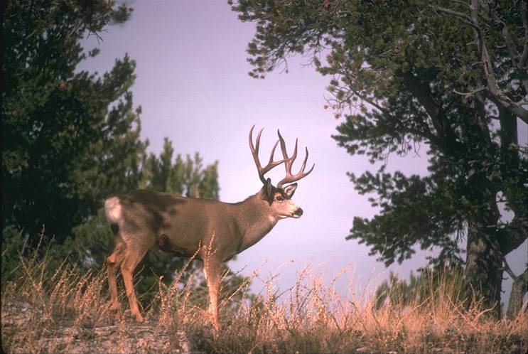 Animal Deer Calif. mule deer.jpg