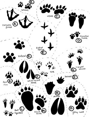 Animal tracks #2.jpg