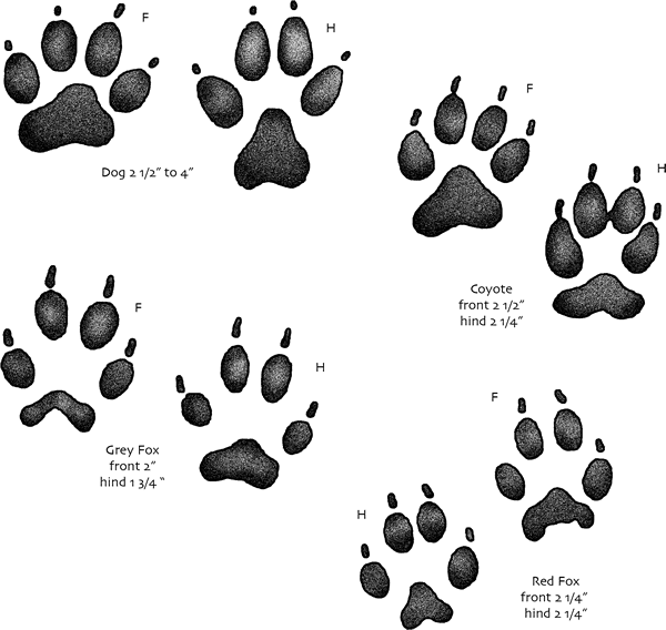Animal tracks #5 dogs & the likes.png