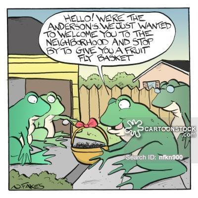 animals-new_neighbour-new_neighbor-welcome_basket-fruit_basket-frog-nfkn900_low.jpg