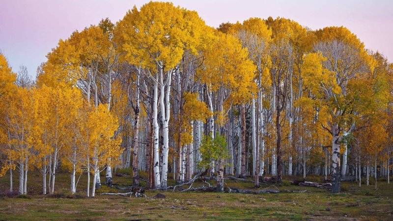 aspen3.jpg