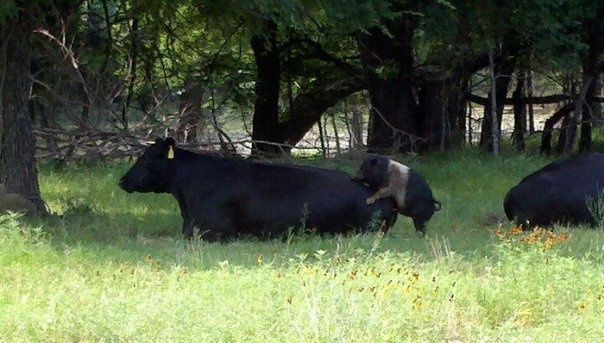 bacon cheeseburger.jpg