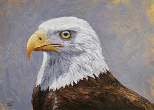 bald-eagle-portrait-crista-forest.jpg