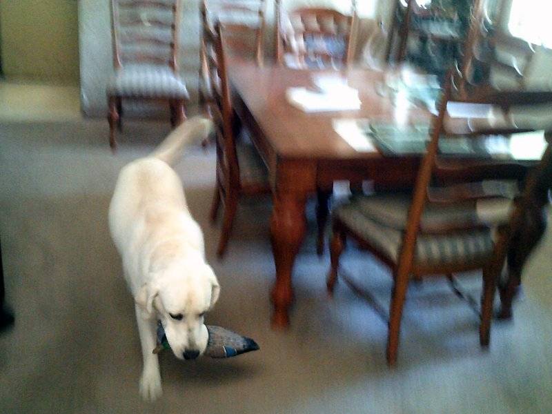 Baron 1 year old 2025 May 15th 005.JPG
