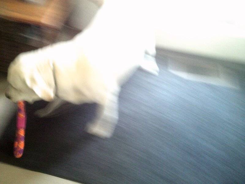 Baron 1 year old 2025 May 15th 018.JPG