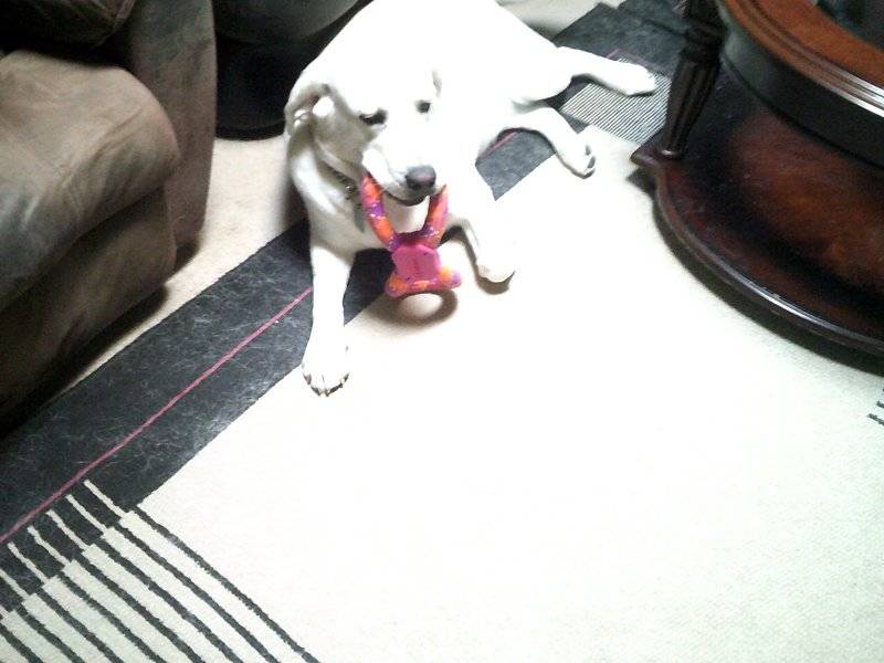 Baron 1 year old 2025 May 15th 024.JPG