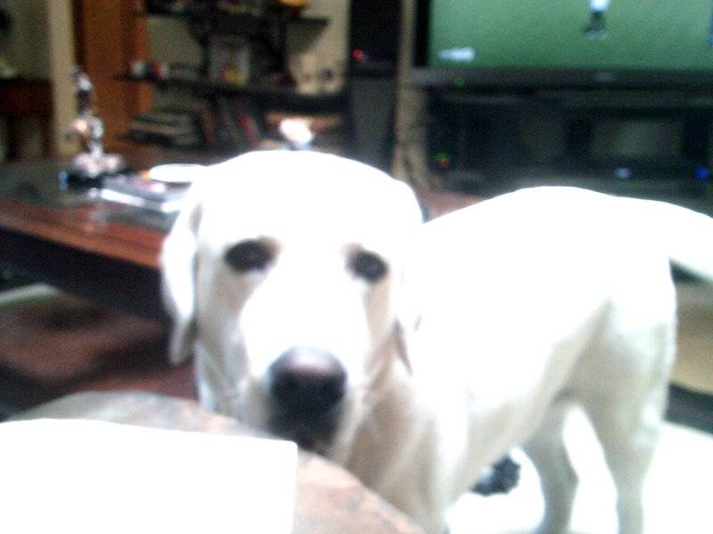 Baron June & early July 2025 001.JPG