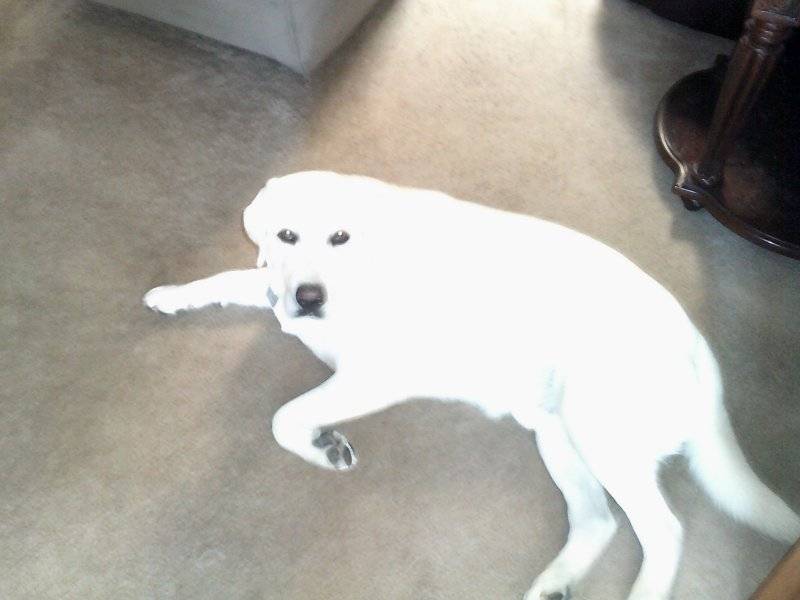 Baron June & early July 2025 015.JPG