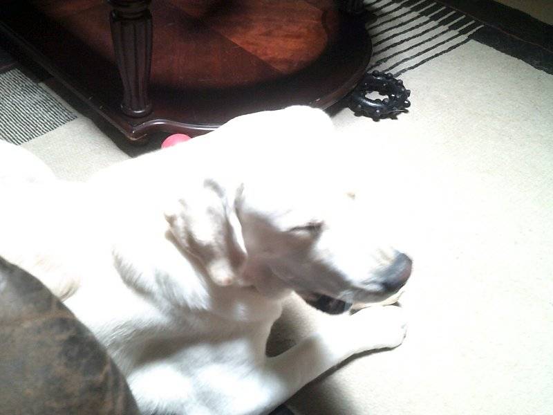 Baron June & early July 2025 022.JPG