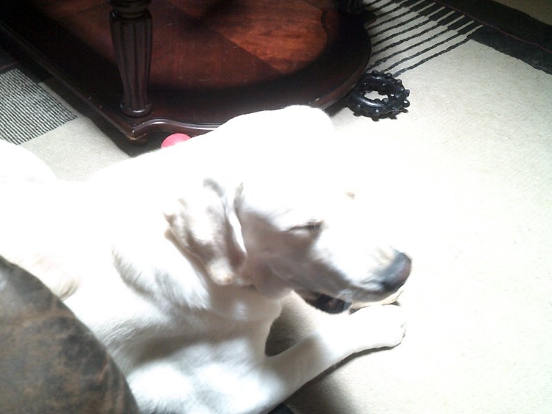 Baron June & early July 2025 022.JPG