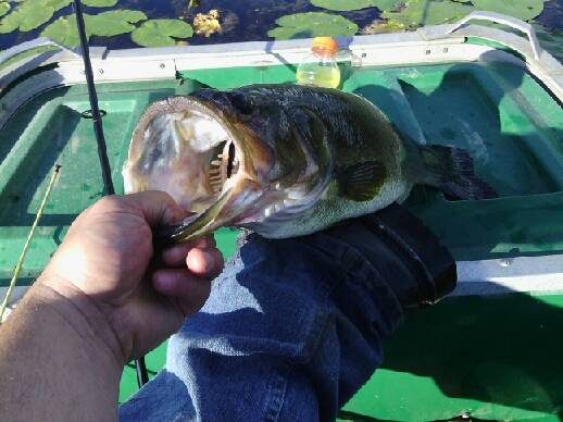 bass1_zps5d342cec.jpeg