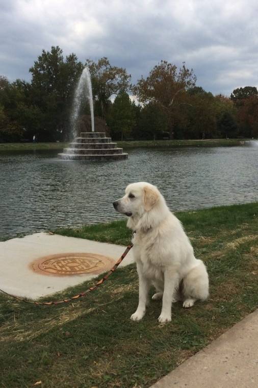 Bear at Culler Lake.jpg