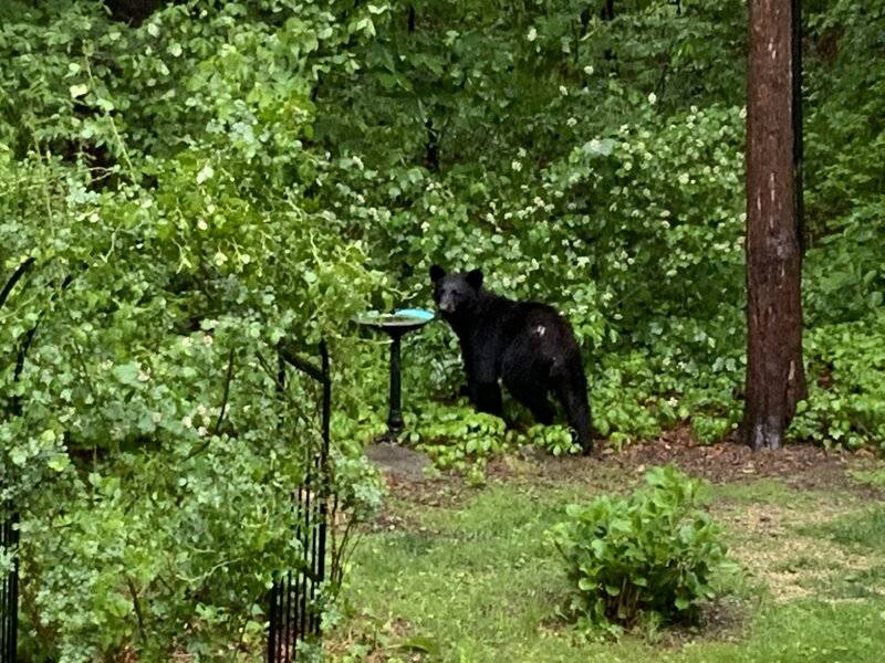bear530.jpg