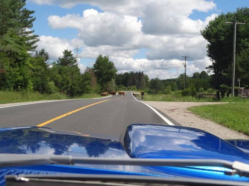 beecows.jpg