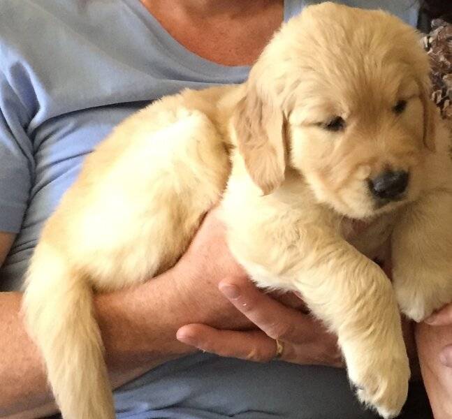 Bella_5wks.jpg