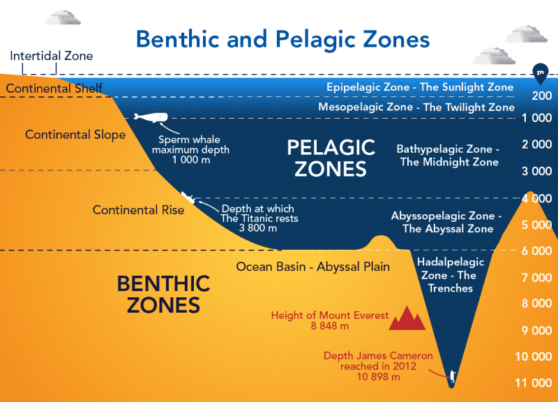 Benthic_Pelagic_Zones (1).png