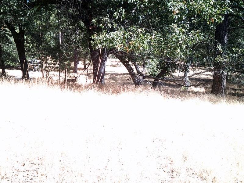 Big buck Deer Sept. 9 2024 003.JPG